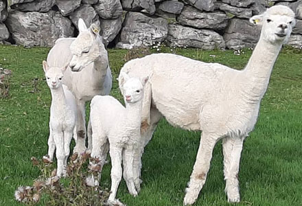 fanore holiday cottages co. clare